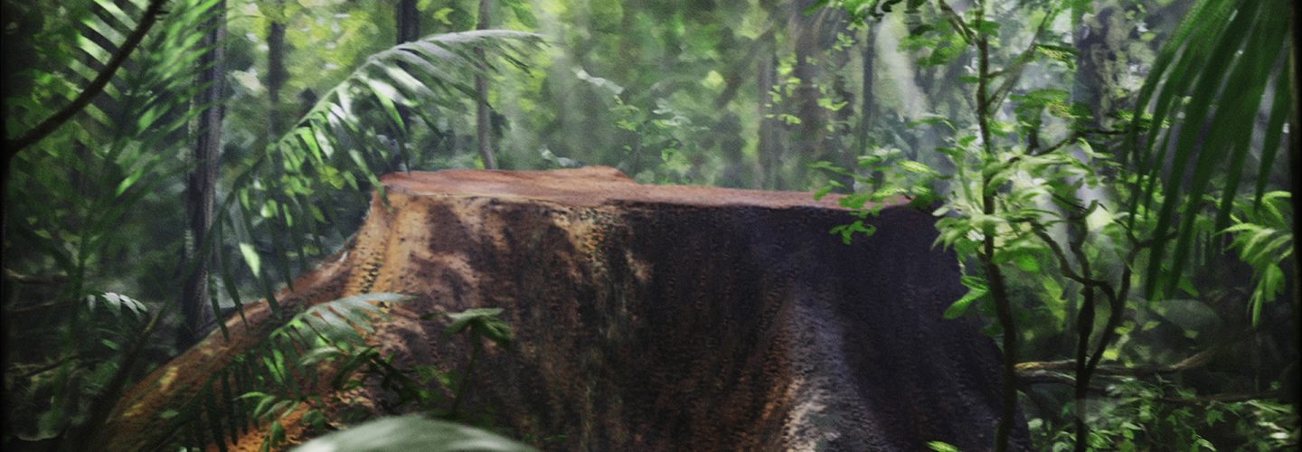 <h1>Plantae</h1><strong>Brasil, 10 MIN</strong>